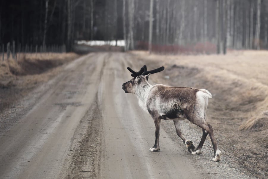 Reindeer