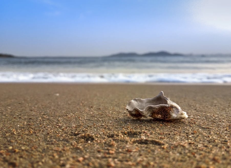 Shell