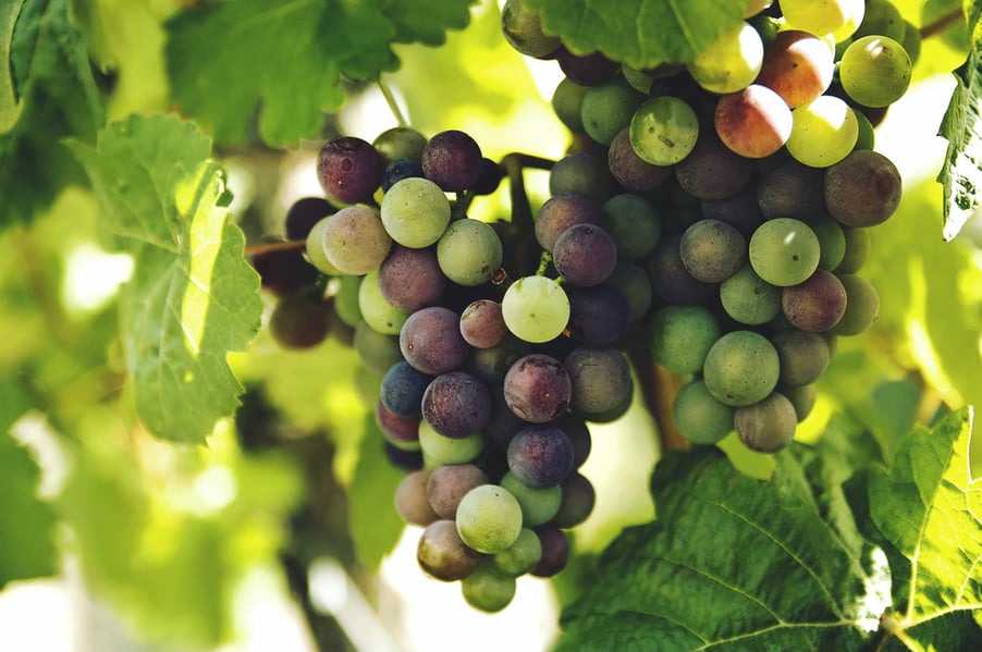 Vine