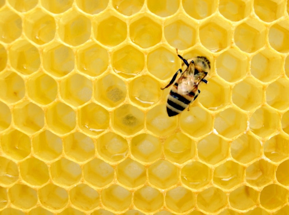 bee