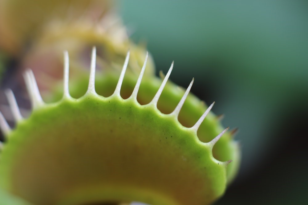 flytrap