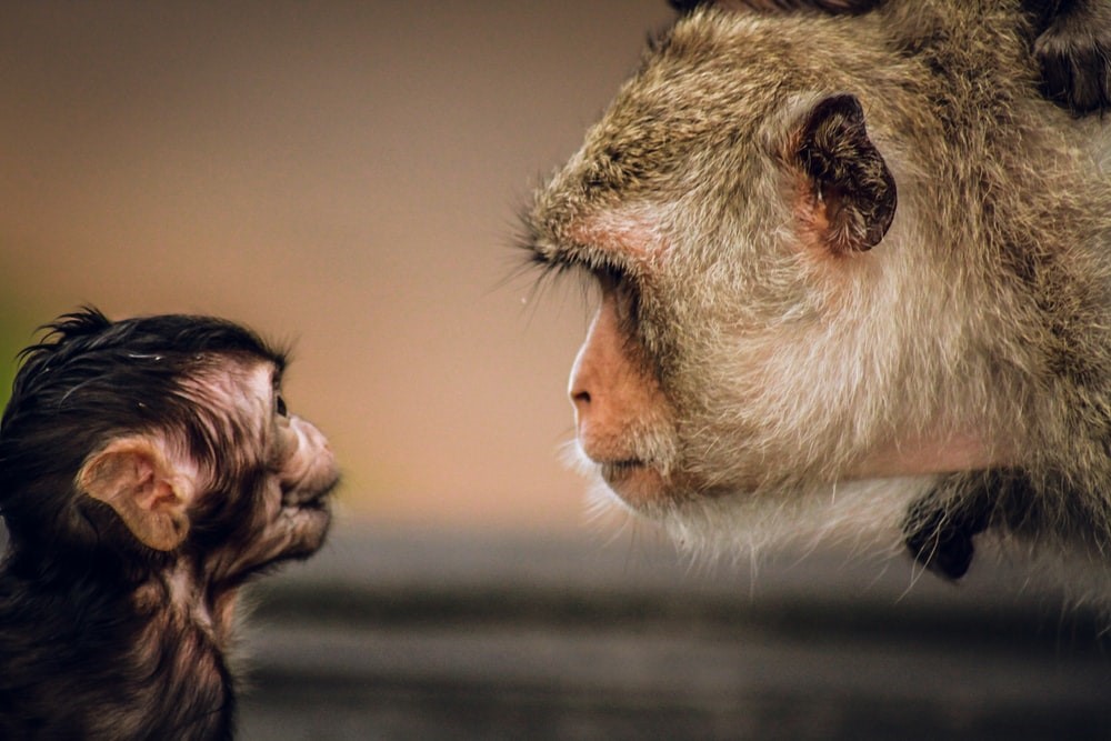 monkey