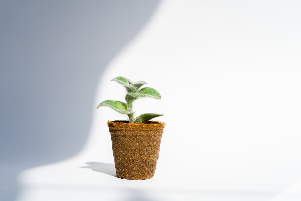 plant