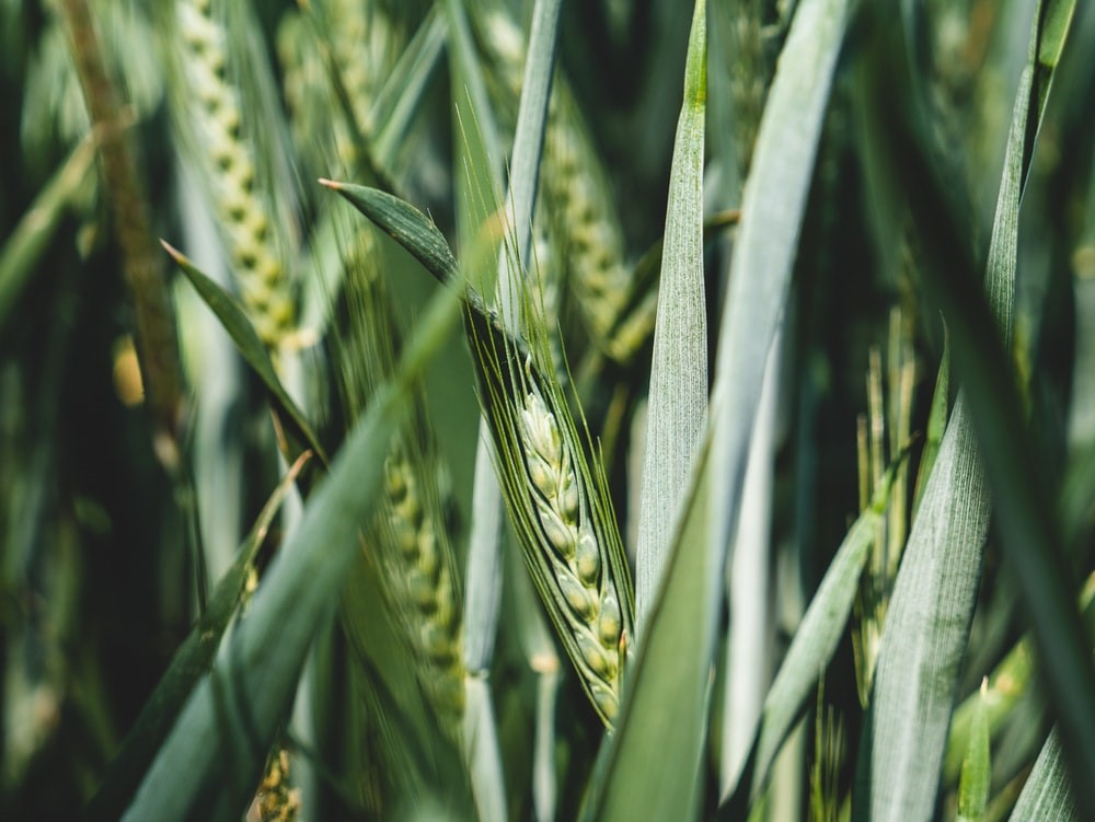 plants