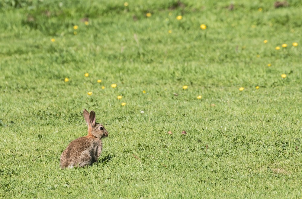 rabbits