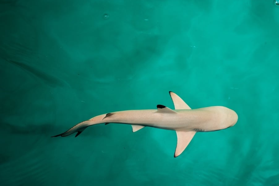 shark