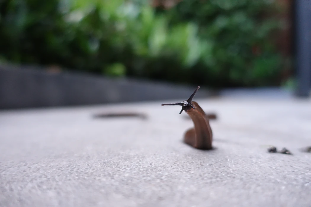 slug