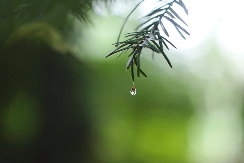 water droplet